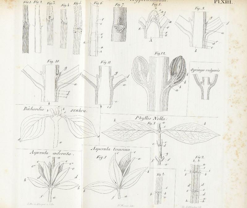 Hortalia_SNHF's tweet photo. NUMÉRISATION   #snhf #botanique
La bibliothèque de la Société nationale d'Horticulture vient de mettre en ligne "Études sur l'anatomie et la physiologie des végétaux" de T. Lestiboudois (1840).🌱🔍📔

▶️https://t.co/seBI7bpSEK
À retrouver en intégralité sur Hortalia et Gallica ! https://t.co/1uuLtVzfPG