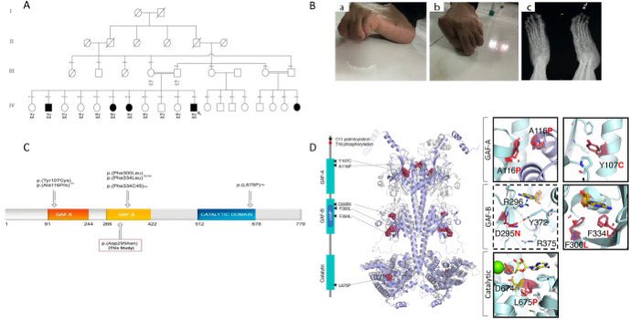 ParkinsonismD's tweet photo. #PDE10A #phenotype #genotype #movementdisorders Expanding the genotype-phenotype landscape of PDE10A-associated movement disorders @ELSNeurology Log in to: https://t.co/UzKW7DpO9p https://t.co/jzmo4pl7vC