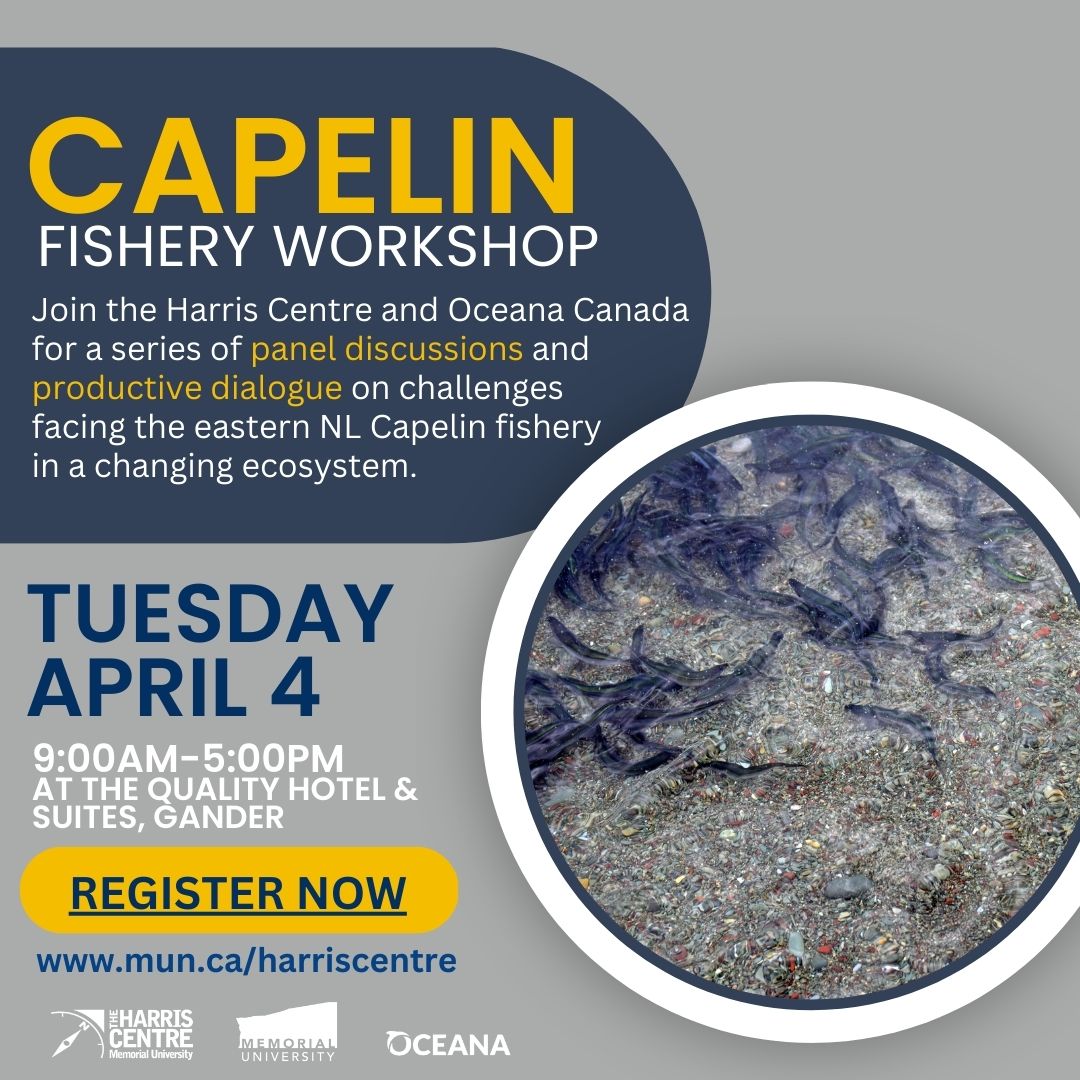 harriscentre's tweet image. Interested in learning more about the challenges facing eastern NL&apos;s capelin fishery? Join the Harris Centre and @OceanaCAN for a series of discussions and dialogues in Gander on April 4th. Register Now: events.constantcontact.com/register/event…
