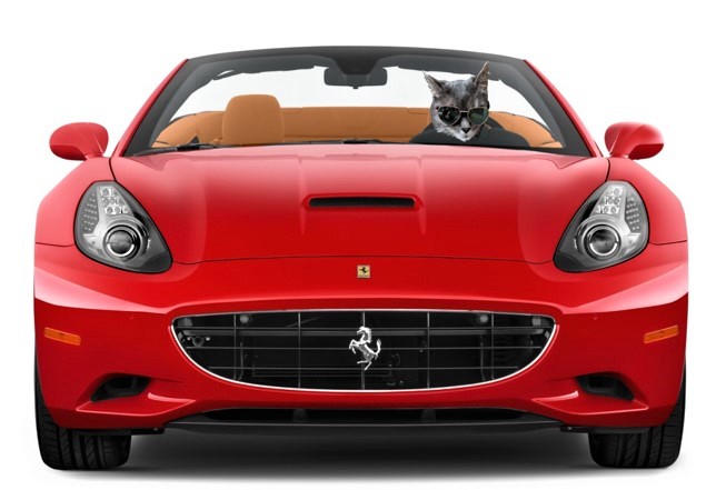ampincivero's tweet photo. @bherylann @Stefano1Piper @BachelorABC Thank mew! She's the best! #cats #CatsOfTwitter #Purrari! No test drive required! π€£#TheBachelor https://t.co/BXerRzVcXr