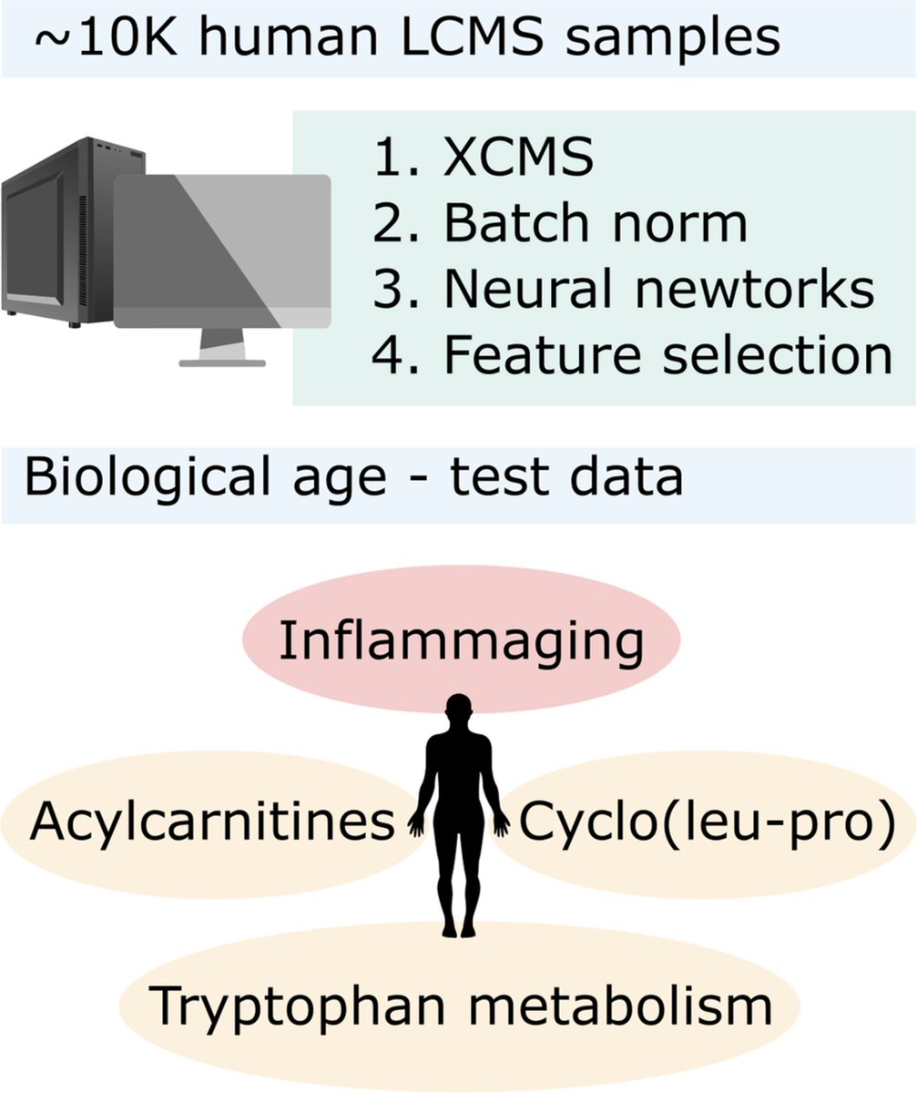 Exciting news! Our study on #metabolomics and #biologicalage using 10k untargeted LC-MS samples and a custom neural network model is out now. We tackled big data challenges and validated known aging markers and even found a potential novel aging marker! #agingresearch #BigData