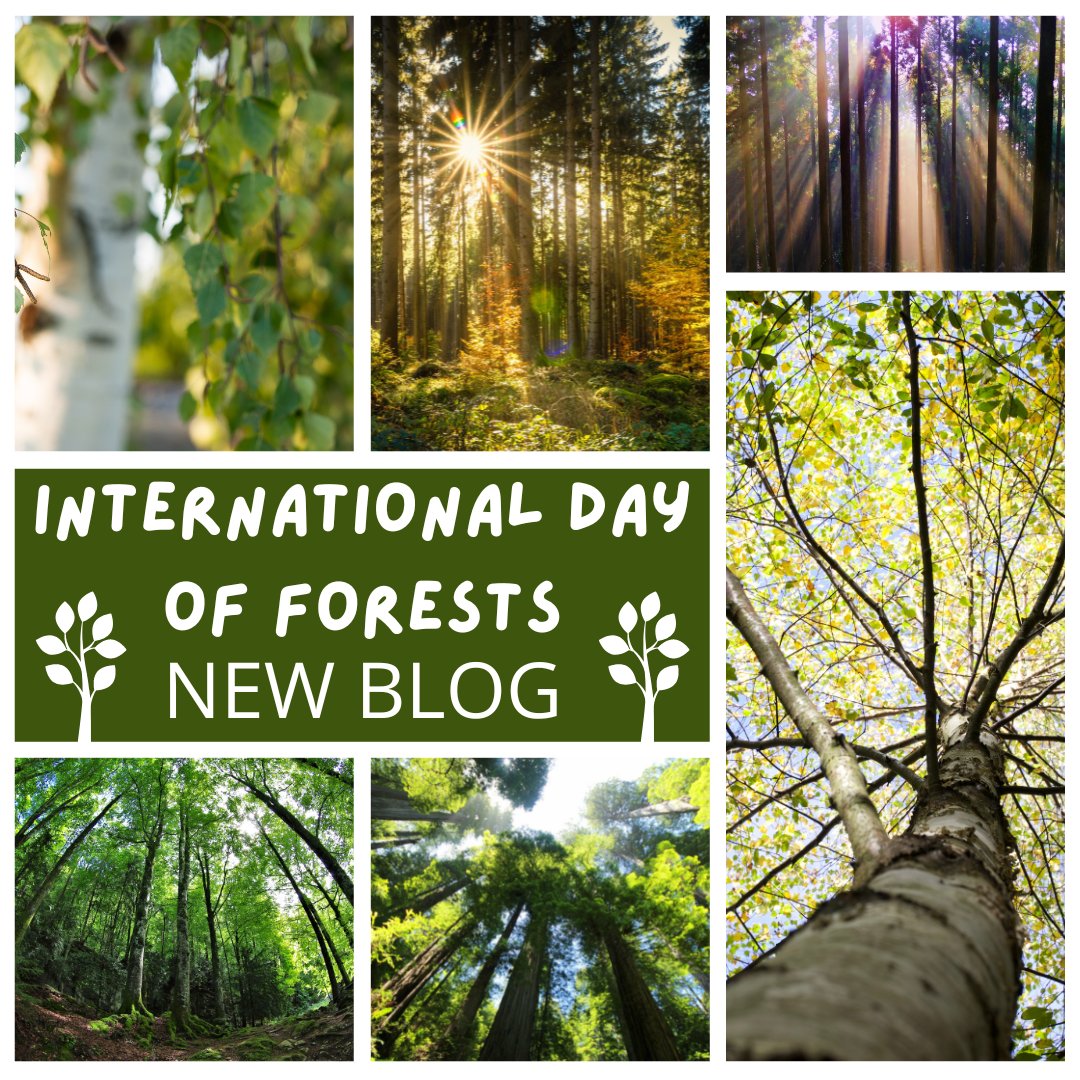 outdoorteacher's tweet photo. 🌳Very lucky to be working in the woods today
NEW BLOG: https://t.co/IG0zd2RTme
#InternationalDayofForests #forestschool #outdoorlearning #nature #trees #natureconnection #naturebasedlearning #naturebasedpractice #benefitsofnature #wellbeing #natureforwellbeing #forestbathing https://t.co/e5MBSUSxLB