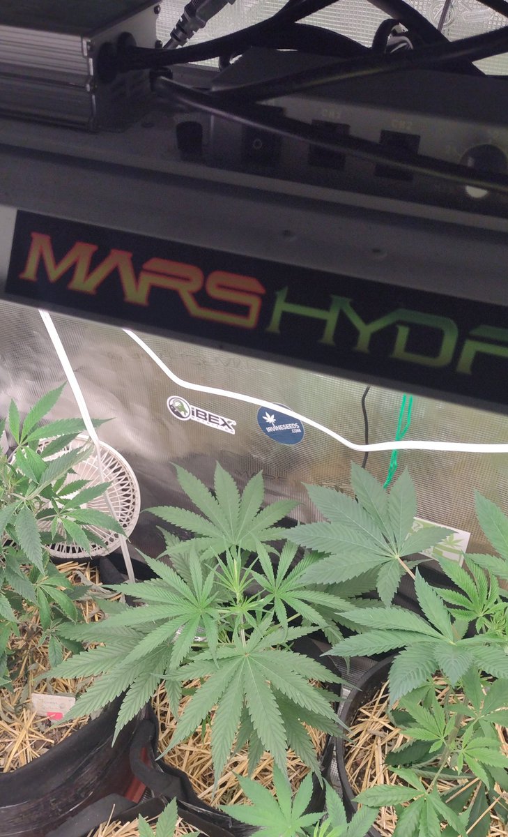 DjVisionaire's tweet photo. π± "Northern lights" from @irvineseedco under the @MarsHydroLight #Tsl2000 #AllInOneGrowKit #MarsHydroHealth #growyourown #MedicalCannabis #CannabisCommunity #cannabislife #CannabisGrower #Mmemberville #StonerFam #420community #420Life #WeedLovers #IrvineArmy #SeedTester #Grower https://t.co/b7Lql1F791