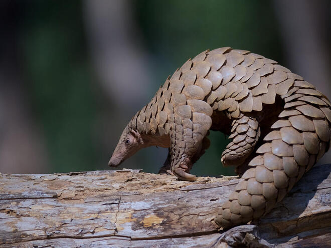 keeper_chat's tweet image. Brand spankin new episode on the pangolin, available now! buff.ly/3ly4wd2