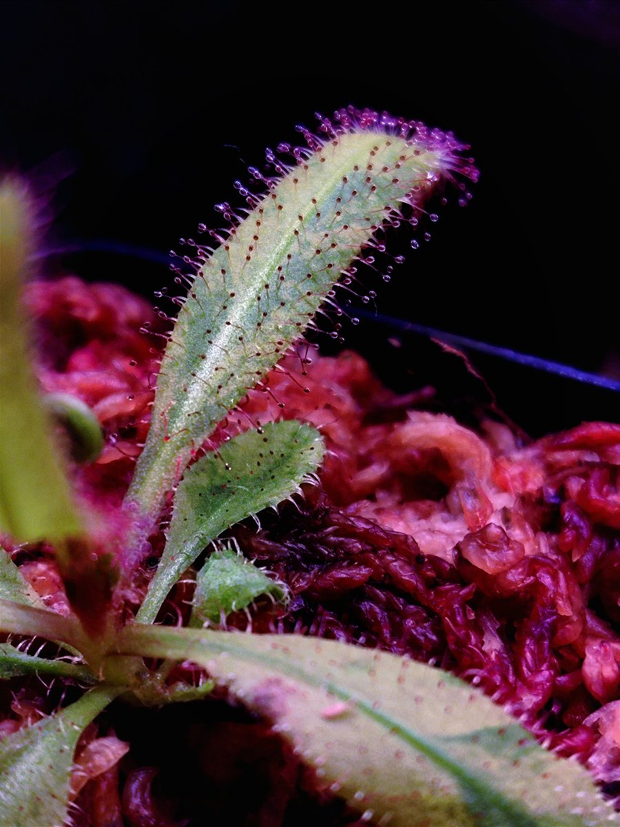 zczza2's tweet image. adelae