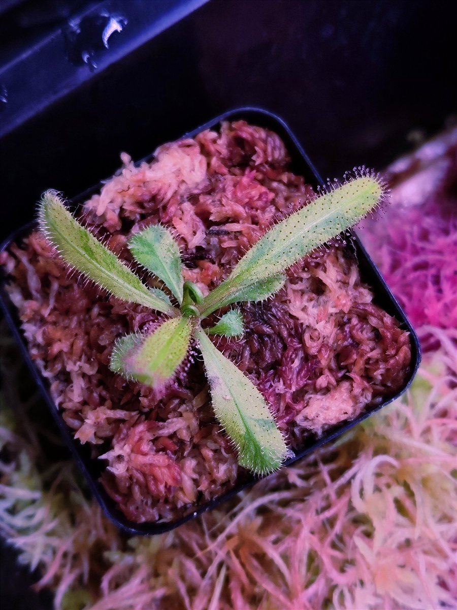 zczza2's tweet image. adelae