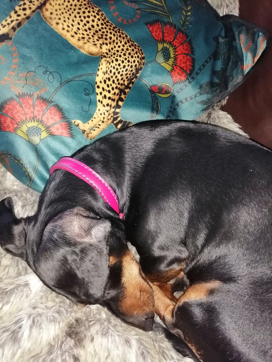 Please tell me dogs can't get covid