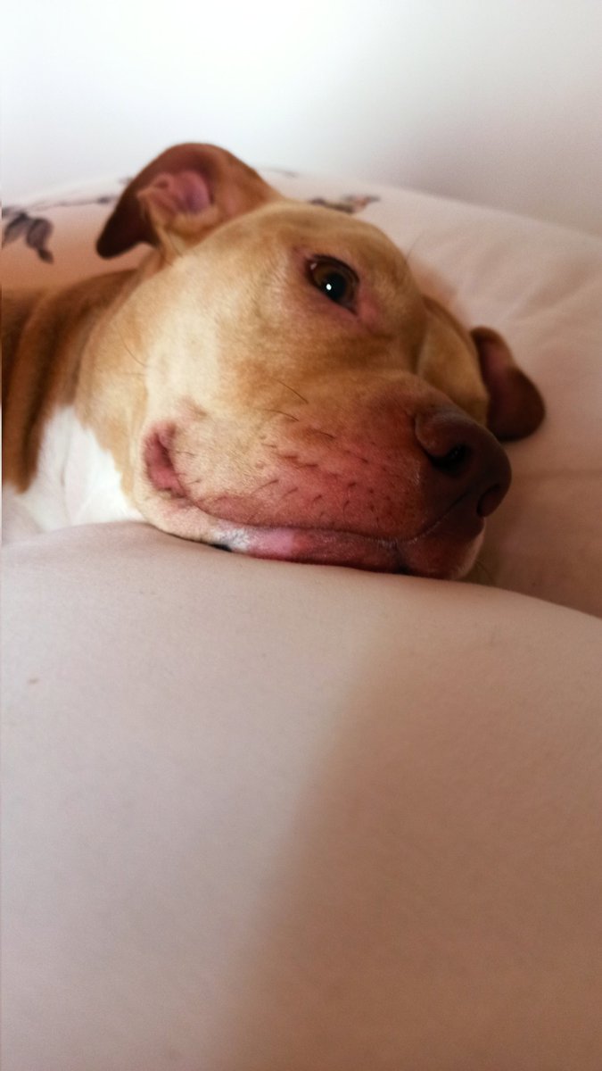 Slm uyumalık buddy arıyorum sadece beraber uyuycaz ama arada depik atıp bacaklarını yalayabilirim