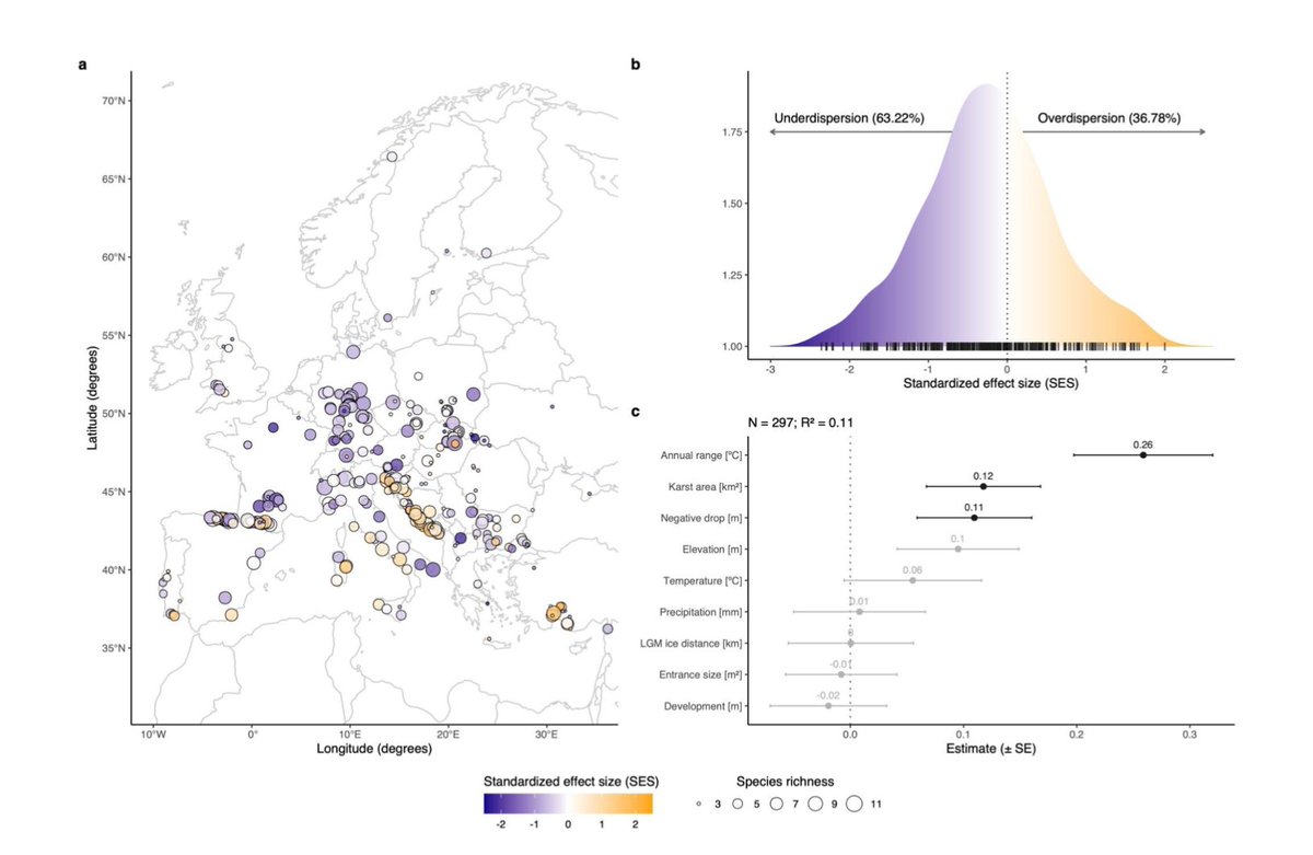 stefanomammola1's tweet photo. Unveiling community assembly in European cave spiders! New study on #spiders showing how environmental filtering and limiting similarity impact trait evolution and biodiversity patterns. Read it on @biorxivpreprint: https://t.co/MZqglYyh37 

#arachnology https://t.co/V9vR7p9Dva