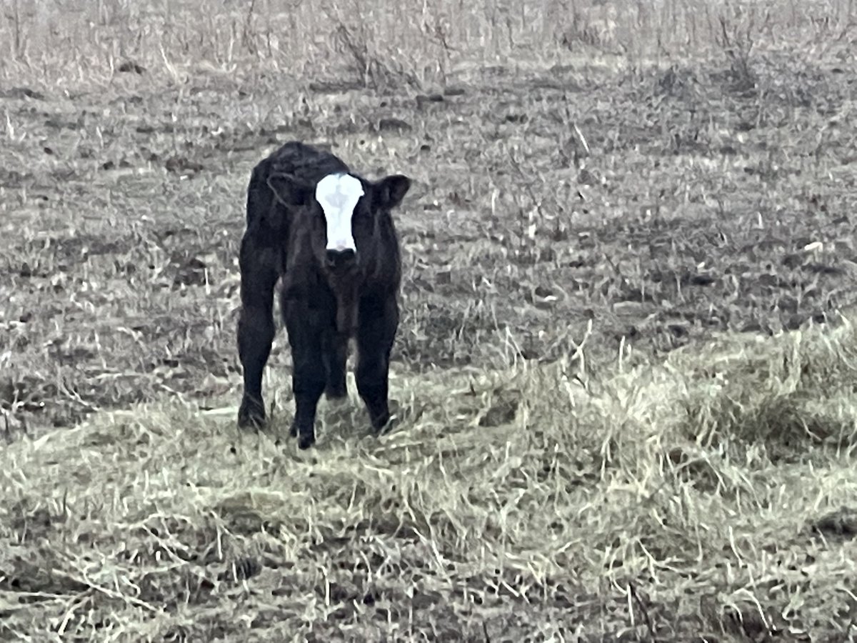 TimTmeyer's tweet photo. Happy National Ag Day! Today we say thank you to all involved in production agriculture. The work you do every day is greatly appreciated. Grill up a great steak tonight to celebrate! 🥩🥩🥩 https://t.co/AeP91HWSJK