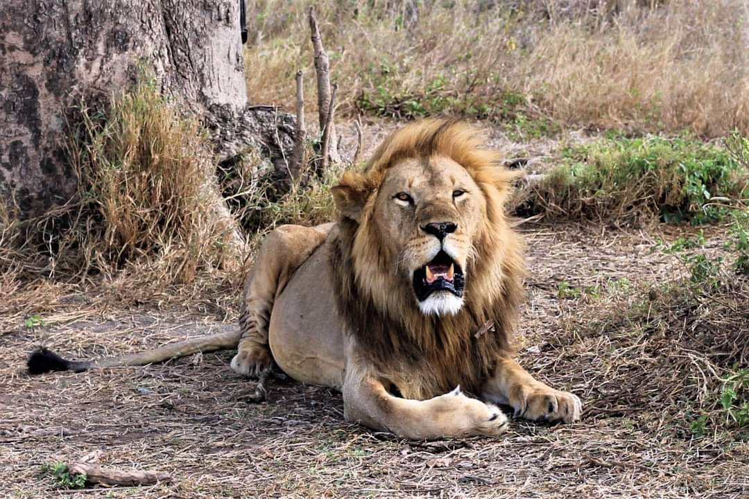 mnassoro9's tweet photo. Have you been on Safari Tanzania 🇹🇿?, What animal did you see?

#safaritanzania #bosniatravel #bulgariatourism #unforgettabletanzania #exploremore #combotravel #visittanzania #outdooradventures https://t.co/qQFIuTlm3q