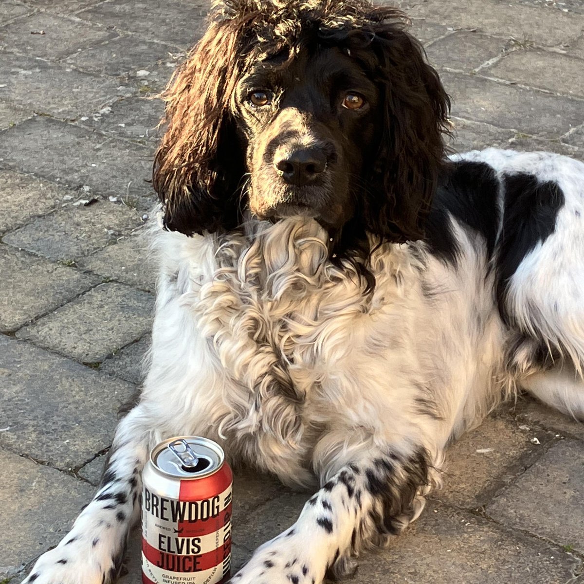 HemoPaul's tweet photo. I'm pleased to say I've just made my first appointment for my new venture https://t.co/Z0HwOkje5K . MAC has been officially appointed 'Chief Operations Spaniel' #training #mentoring #spaniels https://t.co/3YfI4Tgylh