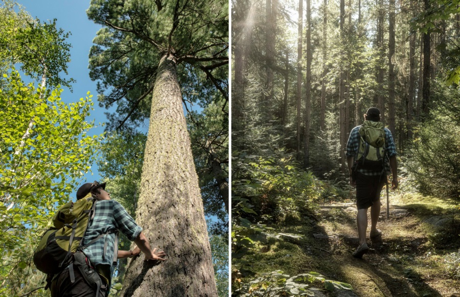 The #WhitePine is Ontario’s provincial tree. 🌲 It’s no wonder, as the history of White Pine is deeply intertwined with the province’s history: bit.ly/2DH7UGw   

#InternationalDayOfForests