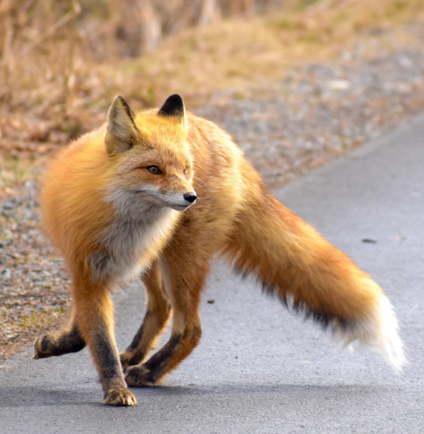 The cunning of the #fox is as murderous as the violence of the wolf.” ~ Thomas Paine
#animals