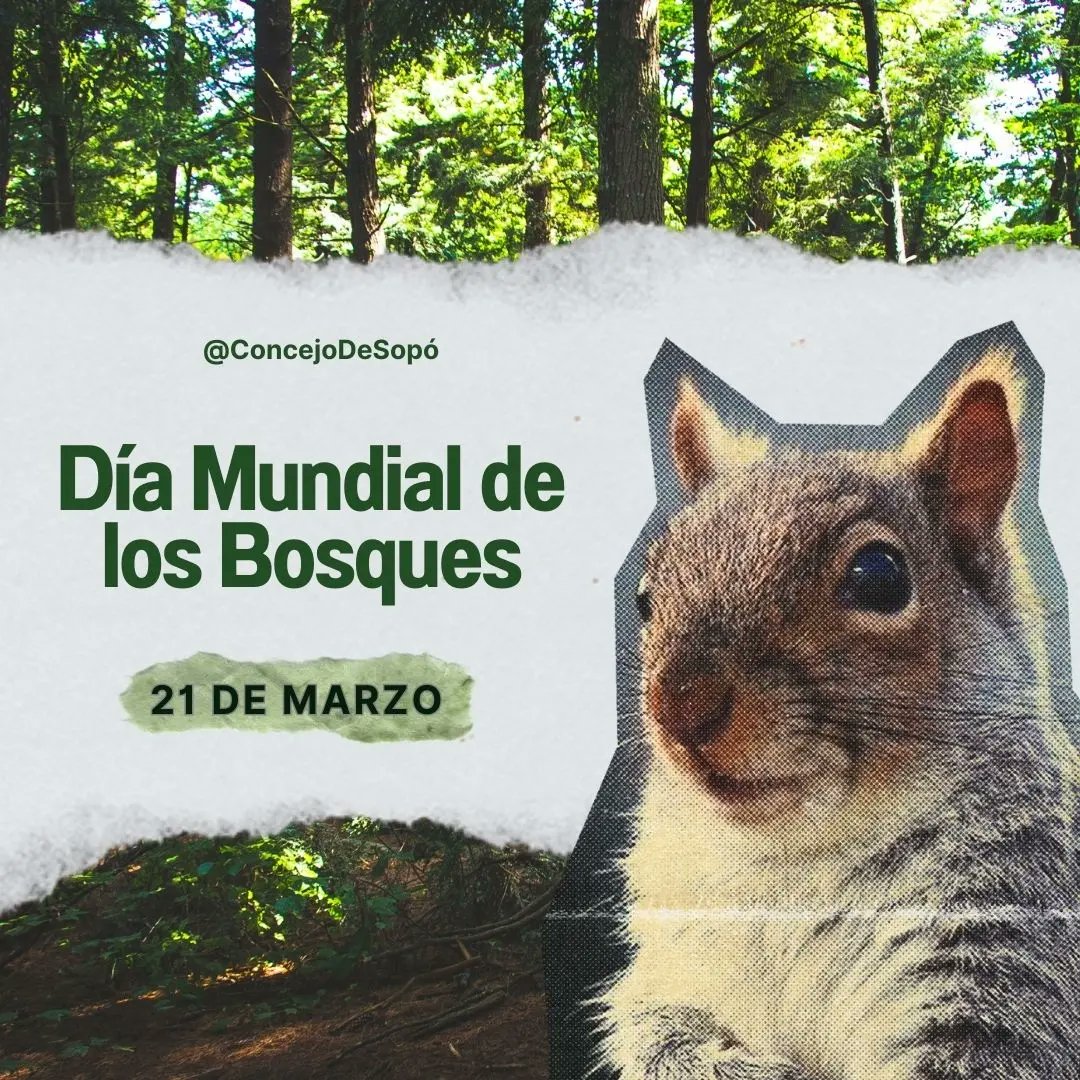 concejodesopo's tweet photo. #𝗗𝗶́𝗮𝗜𝗻𝘁𝗲𝗿𝗻𝗮𝗰𝗶𝗼𝗻𝗮𝗹𝗗𝗲𝗟𝗼𝘀𝗕𝗼𝘀𝗾𝘂𝗲𝘀 🗣🌳🦉 || Hoy reconocemos la importancia de cuidar y preservar todas las áreas forestales del Planeta y con ello la supervivencia de todas las especies.
31% de la superficie del Planeta🌎 está cubierta por bosque. https://t.co/sEfybA9wRW