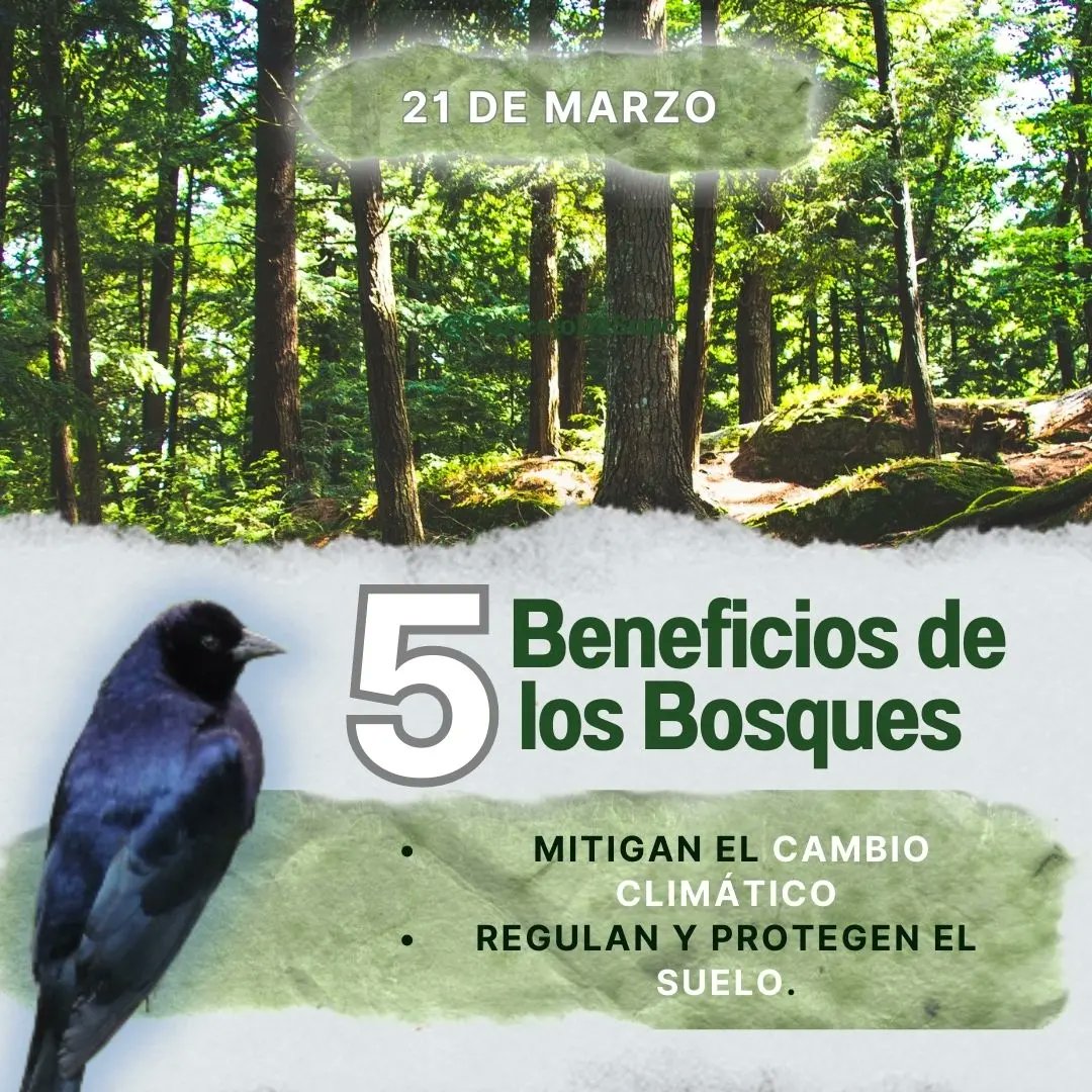 concejodesopo's tweet photo. #𝗗𝗶́𝗮𝗜𝗻𝘁𝗲𝗿𝗻𝗮𝗰𝗶𝗼𝗻𝗮𝗹𝗗𝗲𝗟𝗼𝘀𝗕𝗼𝘀𝗾𝘂𝗲𝘀 🗣🌳🦉 || Hoy reconocemos la importancia de cuidar y preservar todas las áreas forestales del Planeta y con ello la supervivencia de todas las especies.
31% de la superficie del Planeta🌎 está cubierta por bosque. https://t.co/sEfybA9wRW