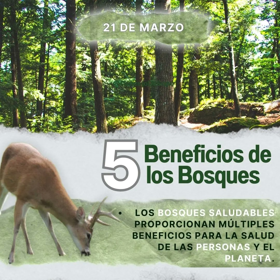 concejodesopo's tweet photo. #𝗗𝗶́𝗮𝗜𝗻𝘁𝗲𝗿𝗻𝗮𝗰𝗶𝗼𝗻𝗮𝗹𝗗𝗲𝗟𝗼𝘀𝗕𝗼𝘀𝗾𝘂𝗲𝘀 🗣🌳🦉 || Hoy reconocemos la importancia de cuidar y preservar todas las áreas forestales del Planeta y con ello la supervivencia de todas las especies.
31% de la superficie del Planeta🌎 está cubierta por bosque. https://t.co/sEfybA9wRW