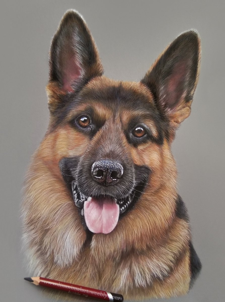 Finished drawing, hope you like it 🎨
- Pastel pencils on Pastelmat paper, 20x30cm.
.
#germanshepherd #germanshepherds #portrait #dog #dogportrait #pet #petartist #petportraitartist #petportraitartist #pastelartist #pasteldrawing #pastelpencils #art #pastelmat