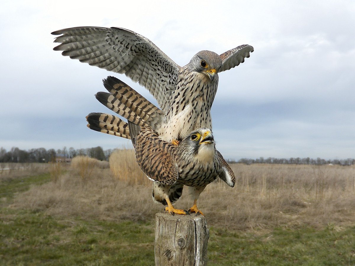 Voorjaar in de lucht, de torenvalken gaan er voor! #torenvalk #voorjaar #lente #NOP #Noordoostpolder #boerderijZonnegoed #cameraval #roofvogels #voortplanten