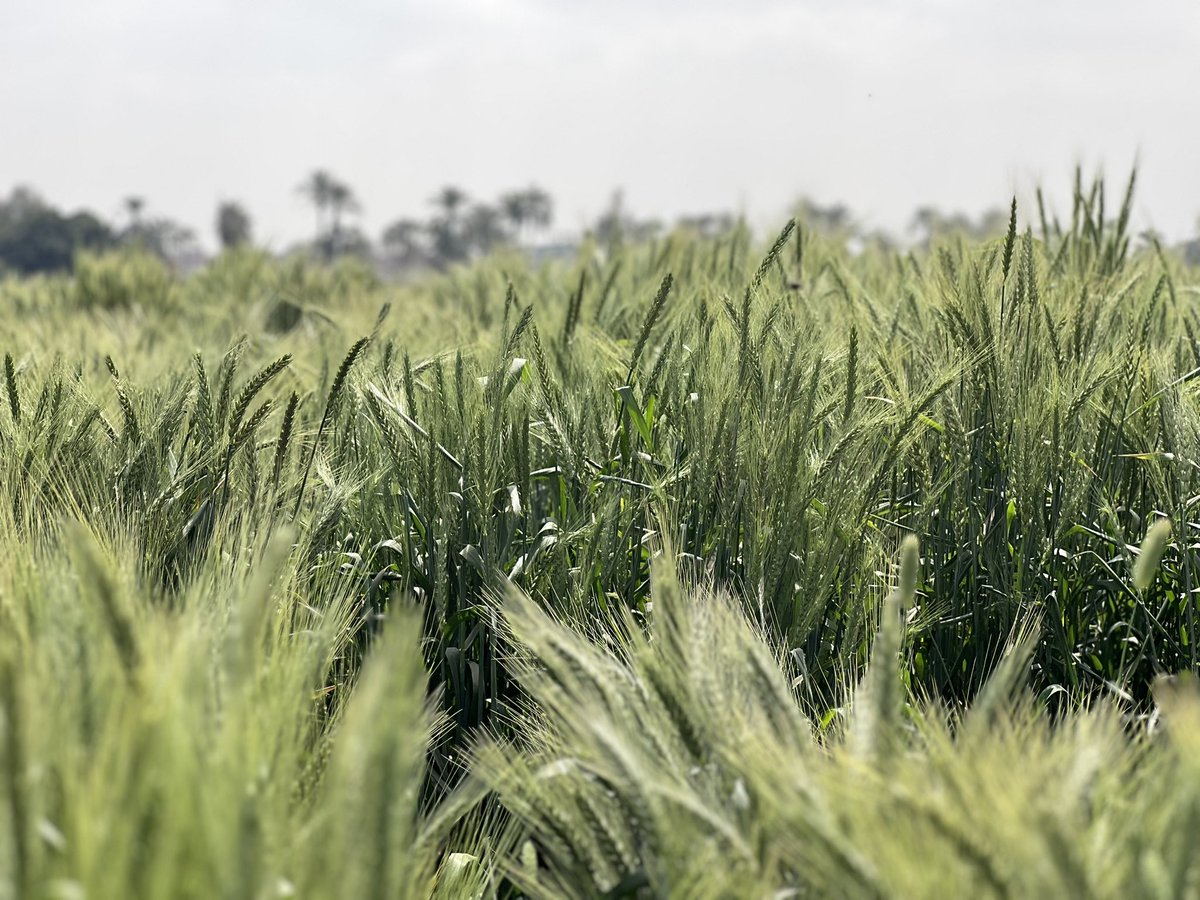 #TODAY ☀️ 
 
ICARDA/ARC annual field visit to SIDS research station in Egypt with the presence of <a href="/alyabousabaa/">Aly Abousabaa</a>  and Dr. Mohamed Soliman ARC president.  
 
To present the latest results of the joint collaborations in terms of crop productivity and water irrigation systems.