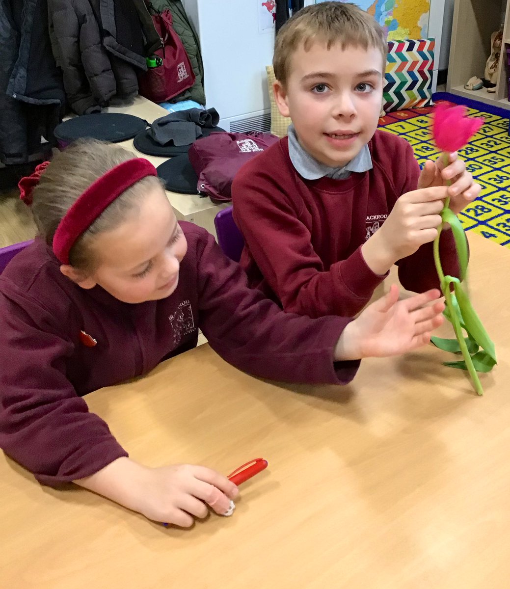 Identifying the different parts of a flowering plant and their functions 🌸🌷<a href="/BlackrodPSch/">Blackrod Primary</a>