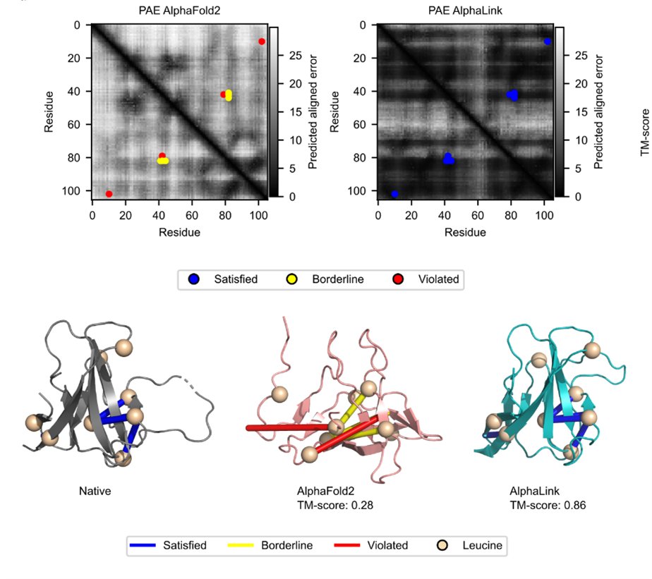 We and the @rbolab are excited to present AlphaLink nature.com/articles/s4158… a modified version of the AlphaFold2 protein structure prediction algorithm that can directly incorporate experimental residue-residue contact data from crosslinking MS (and potentially other techniques)!