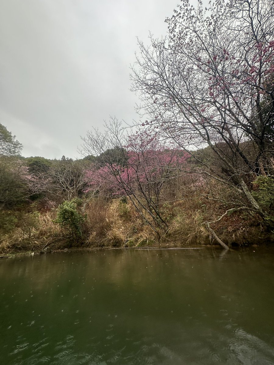 morishan's tweet photo. 昨日届いて今日キャッチ。

春だねぇ。

#skillful
#finelures
#フローター https://t.co/2D1dHSaoMF