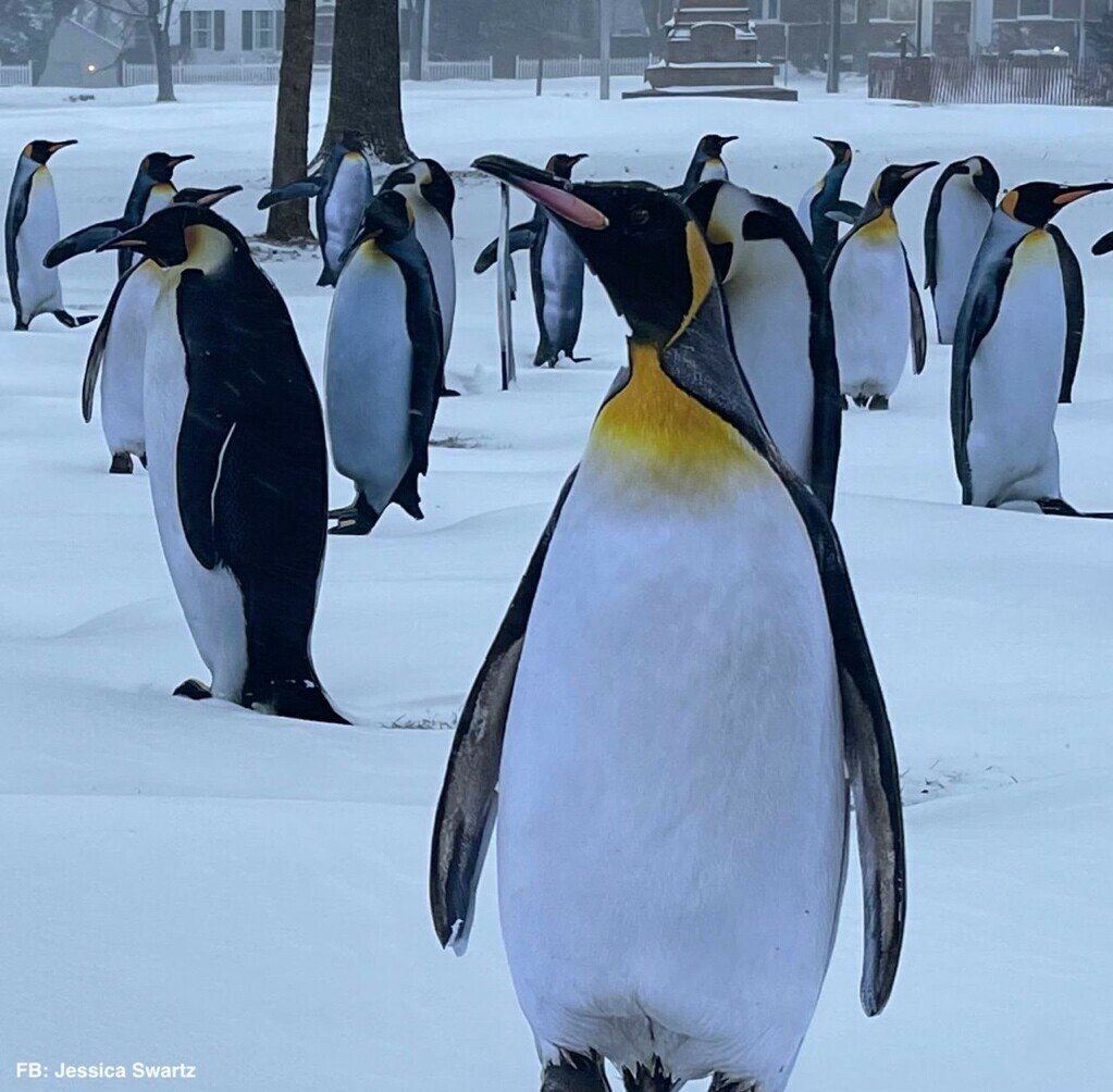 'My dad has been waiting for the right time,  waiting for a good storm, waiting with 99 wooden penguins that he made to put on the town green. This is that time, this is that storm,  these are his penguins.. 🐧 ❤'

👉 Follow @EpochBright for more interesting content everyday!