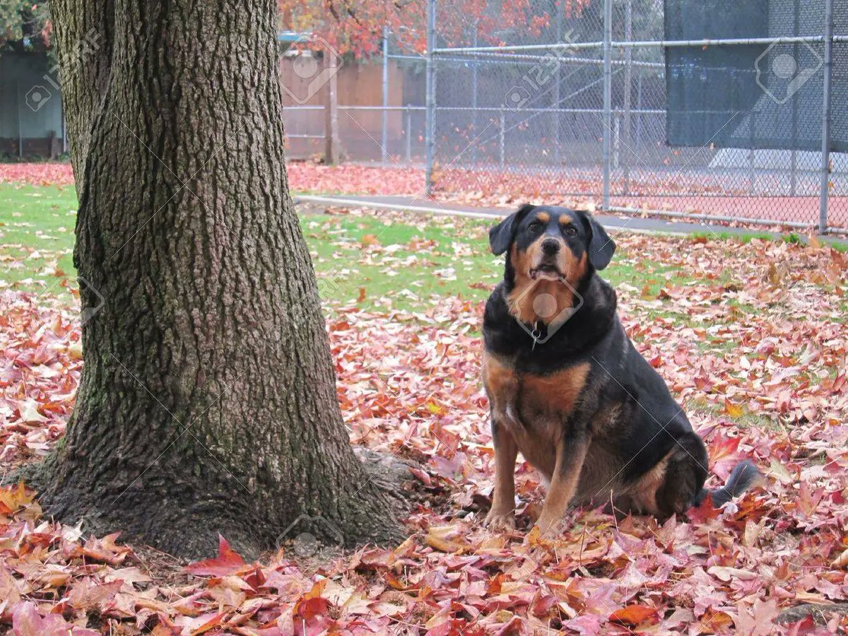 bringbackthetc's tweet photo. Look at this dog sitting next to the tree https://t.co/ZqS2qCWB8I