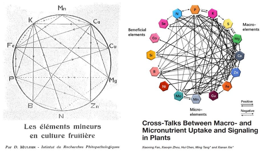 Mulder’s Interactions: No figure in plant nutrition has more attention. Mulder (1953) used his observations, but Chart is widely accepted w/o much foundation. Fan (2021) shows synergisms & antagonisms. Plants evolved to maintain internal nutrient balance lnkd.in/dN3PgMRX