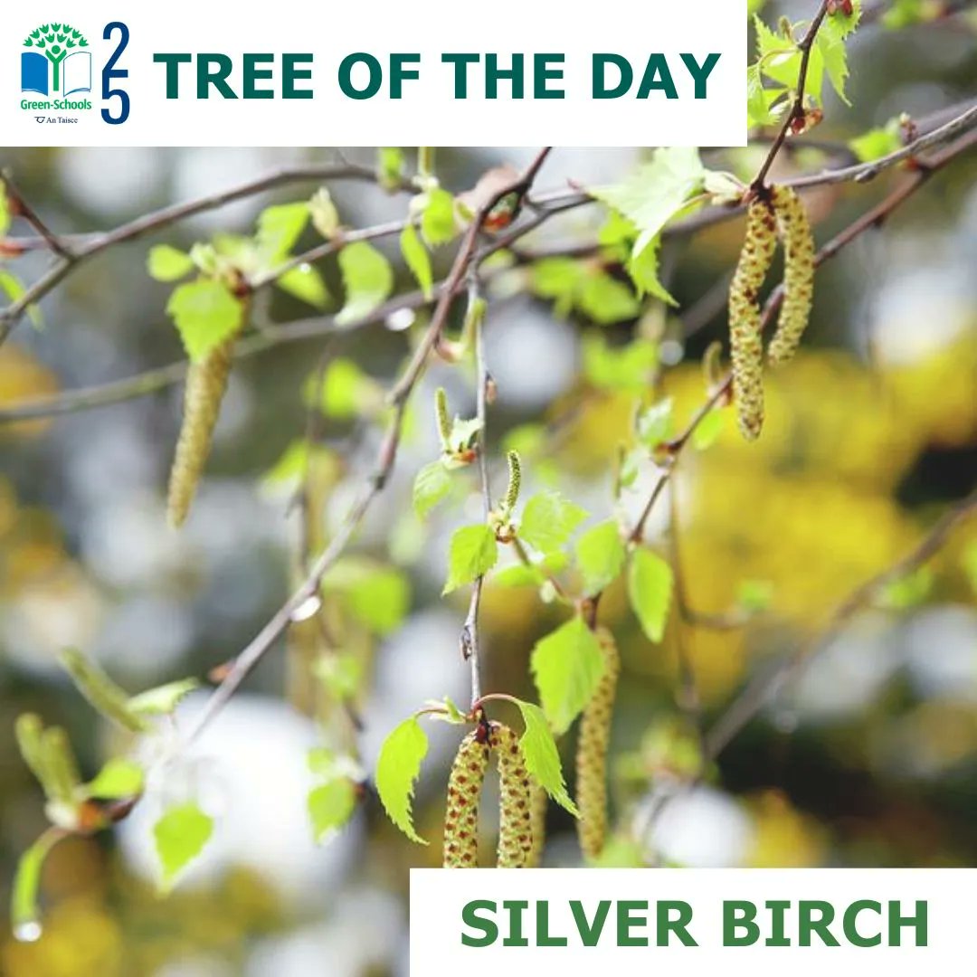 GreenSchools on Twitter "TreeOfTheDay is Silver Birch that occurs