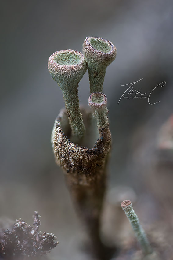 Trumpet Cup lichen, cups within cups, lichen within lichen, worlds within worlds <a href="/CurrachBooks/">Currach Books</a> <a href="/EcoEye/">Earth Horizon Productions</a> <a href="/RewildingIre/">Rewilding Ireland</a> <a href="/BLSlichens/">The British Lichen Society</a>  <a href="/noonan_malcolm/">Malcolm Noonan</a> <a href="/visitoffaly/">Offaly Tourism</a> <a href="/PeatlandConserv/">PeatlandConservation</a> <a href="/peatconnections/">PeatlandConnections</a> <a href="/PeatlandsG/">Peatlands Gathering</a> <a href="/PeatlandACTION/">Peatland ACTION</a> <a href="/Irishwildlife/">Irish Wildlife Trust</a> <a href="/Britnatureguide/">The British Nature Guide</a>