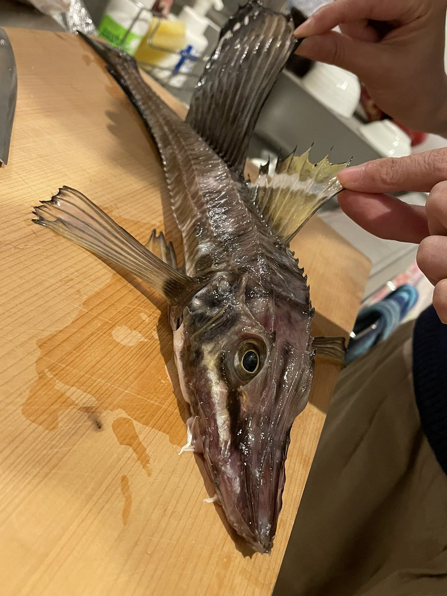 MeA811986's tweet photo. 実は魚いじるのが大好き。笑

北海道が誇る『八角』という魚です https://t.co/GrllFK1WXw