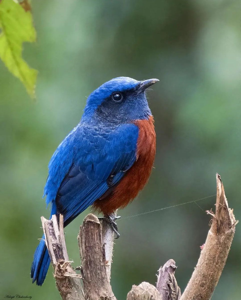 West Bengal 💙💙💙💙