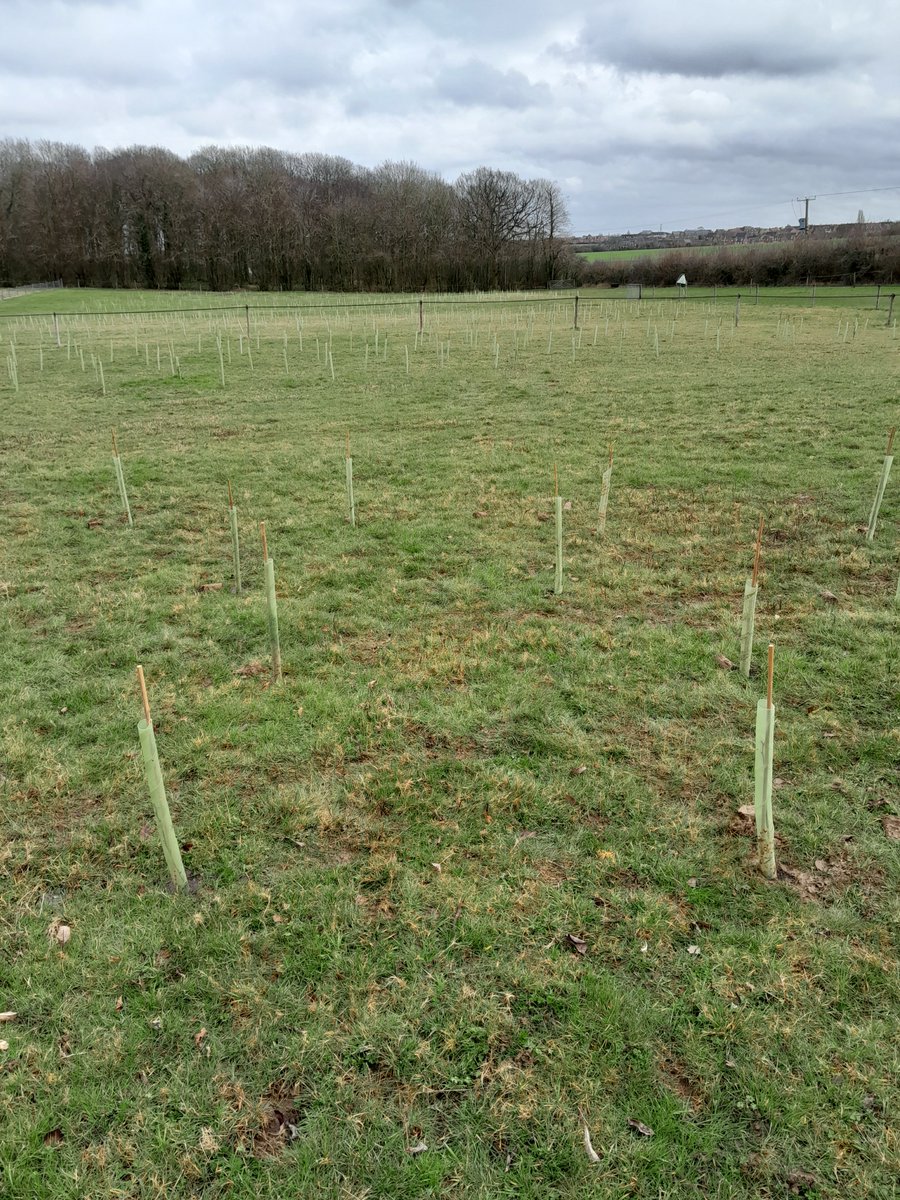oblongtrees's tweet photo. Our UK planting season is over. We've now planted well over 10,000 trees across 18 sites in the UK. We're planting mostly on non production land, creating rich biodiverse pockets. This season we planted 14 different native tree species. Thank you to everyone who contributed. https://t.co/nOWlXUEjTr
