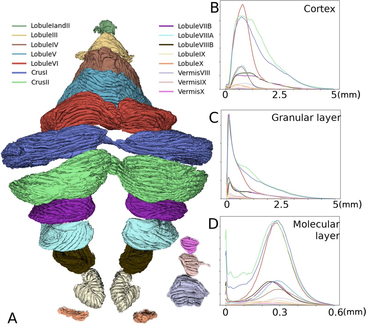 🤩Beautiful layer and lobule segmentations of the cerebellum in BigBrain. rdcu.be/c76ZH🤩