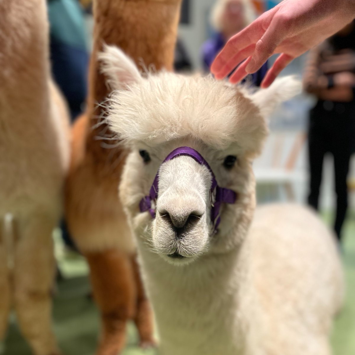 uniofwarwick's tweet photo. We've been delighted to welcome alpacas Pearl, Dante, Kya and Gisela to campus as part of a wellbeing initiative.

They've met students and staff across the University over the past few weeks, including in @WarwickHistory and @wmgwarwick. https://t.co/zP9gV6i6Yt