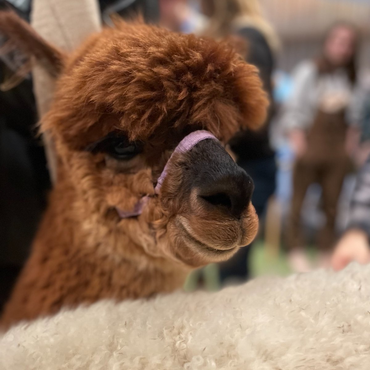 We've been delighted to welcome alpacas Pearl, Dante, Kya and Gisela to campus as part of a wellbeing initiative.

They've met students and staff across the University over the past few weeks, including in <a href="/WarwickHistory/">WarwickHistory</a> and <a href="/wmgwarwick/">WMG</a>.