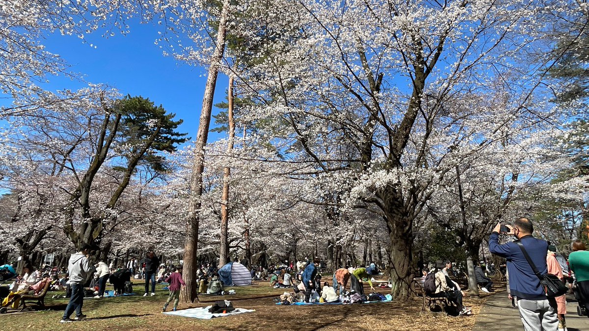 ksonwp's tweet image. 関東は花見シーズン真っ只中だった
新潟はまだこれからです