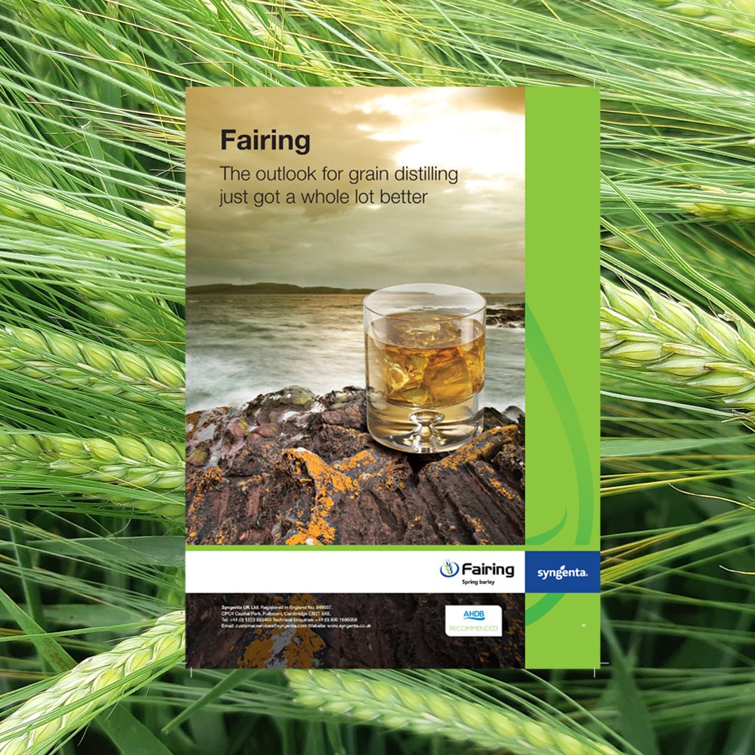 SyngentaUK's tweet image. #FAIRING was specifically bred for the Scottish Grain Distilling Market, and has the earliest maturity and highest Rhynchosporium resistance of any spring barley! Find out more here 💫syngenta.co.uk/varieties/spri…💫 #springbarley