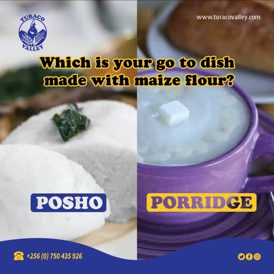 TuracoValley's tweet photo. Which is your go to dish made with maize flour?
a. Porridge                        
b. Posho
Share with us in the comments section.
#ConsistentlyGoodFood https://t.co/beLmH9GL5F