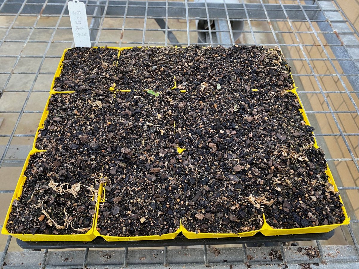 Roberto Busi tweet media