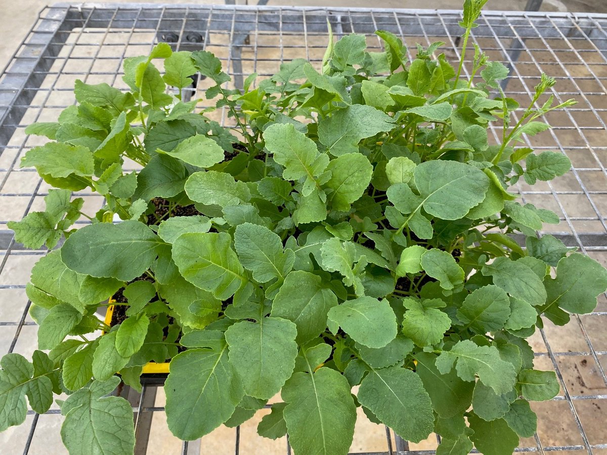 Aclonifen interaction with bromoxynil is spectacular.  With its negligible resistance, bromoxynil will maintain Mateno forever Complete on wild radish.  Happy to be proven wrong :-)

[photo 400g ai/ha aclonifen + 200 g ai/ha brom vs untreated]