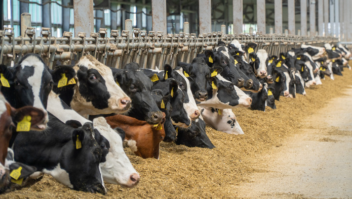 Производство товарного молока выросло на 8,3%, снижение поголовья остановилось
milknews.ru/analitika-rink…
