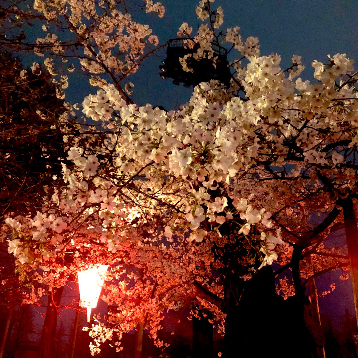 お花見🌸🥰🥰🥰🥰東京にきてよかった🌸🌸🌸 https://t.co/uuLue2ochO