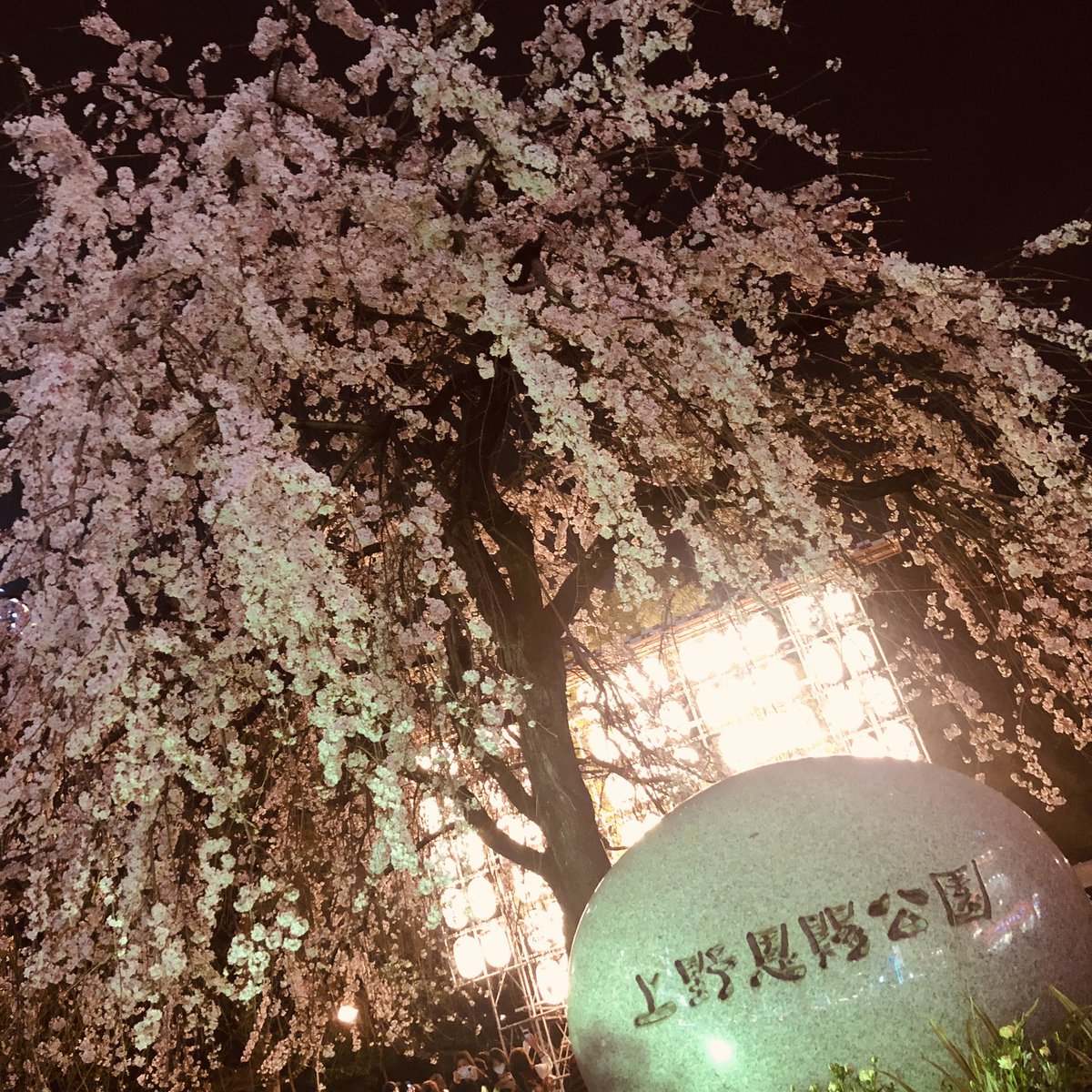 お花見🌸🥰🥰🥰🥰東京にきてよかった🌸🌸🌸 https://t.co/uuLue2ochO