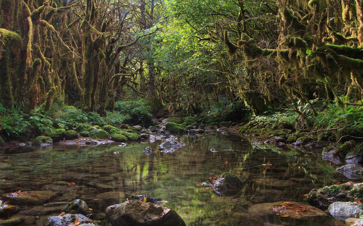 Pour la journée internationale des forêts (#JIF2023), découvrez la beauté des écosystèmes forestiers grâce au #siteweb du photographe Lucien Jacquet ! 🌲

Son site regorge d'images spectaculaires qui vous transporteront dans les plus belles forêts 🌳

👉 lucien-jacquet.e-monsite.com