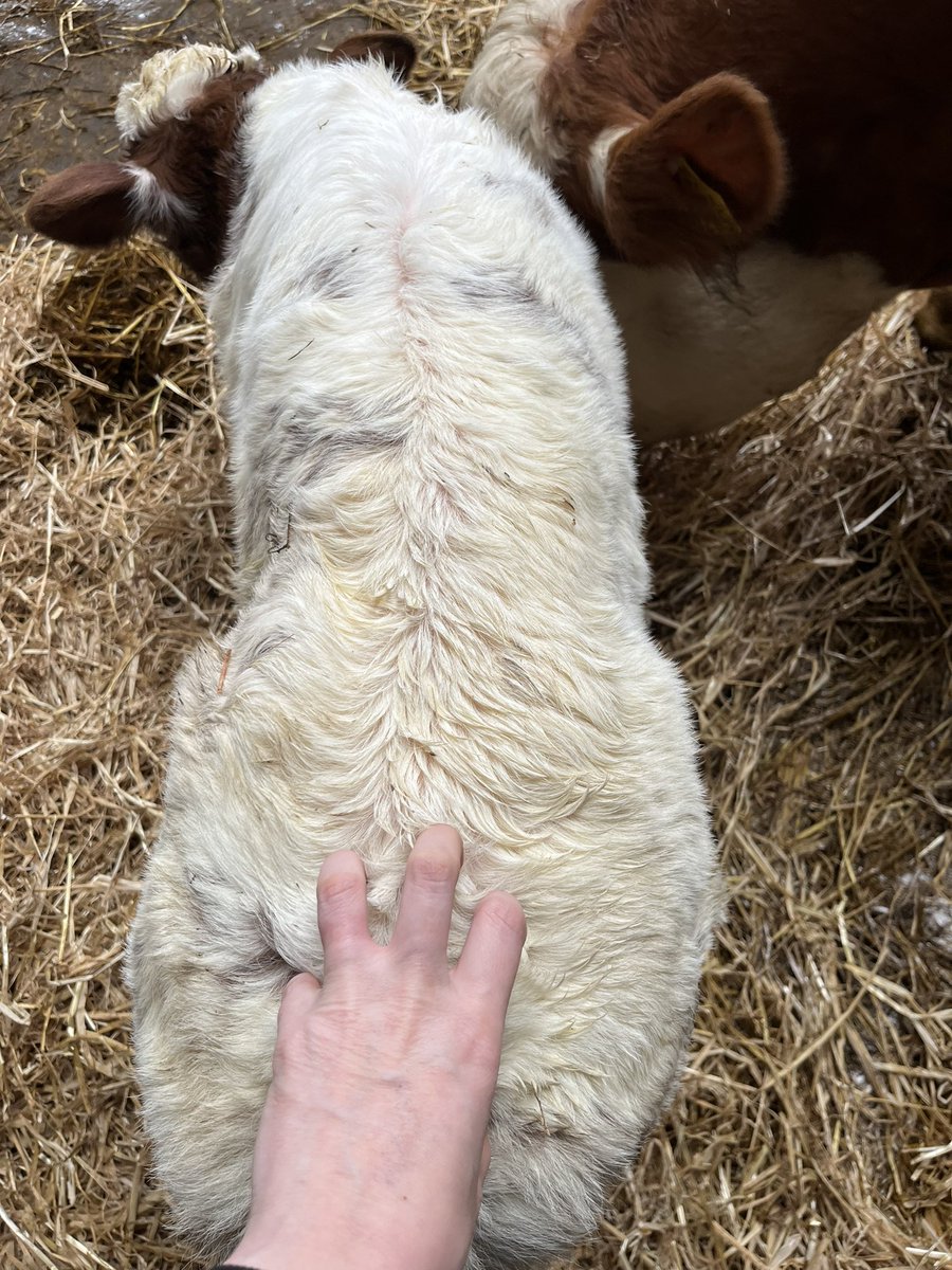 BB4438 bull out of ped Simmental cow. @doveagenetics #roansoftwitter #sucklers #irishfarmers #womeninag