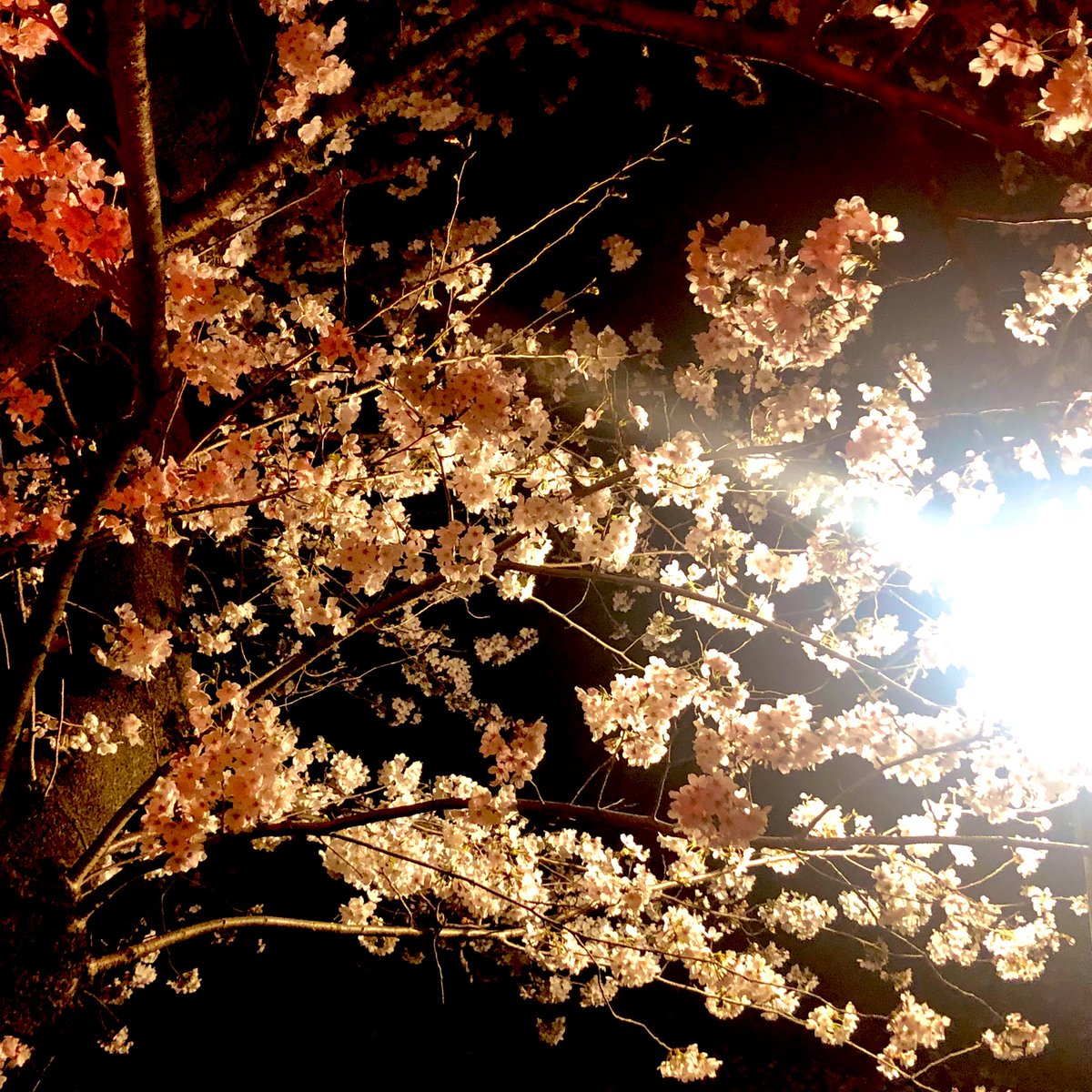 桜すきだから感激しかない🌸 https://t.co/uhMHmXXm5b