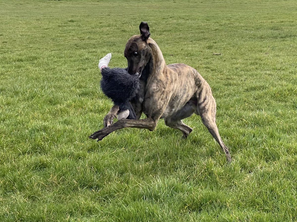 Kelliw150's tweet image. Teddy’s gonna get it!
Buzz racing greyhound.
#cutthecrap